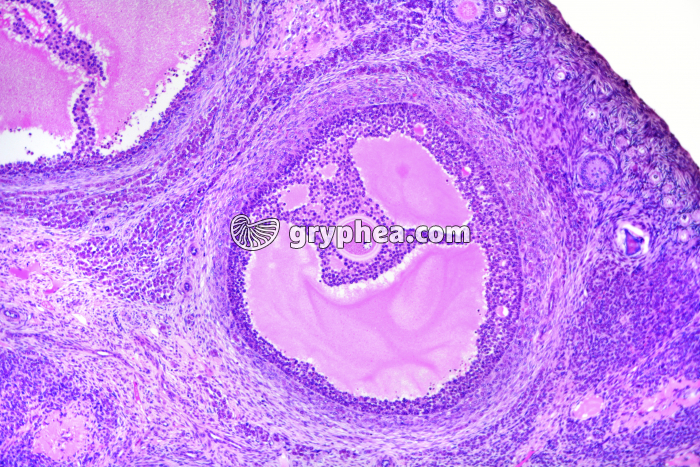 Ovaire de Lapine - follicule mûr x25 - gryphea.com